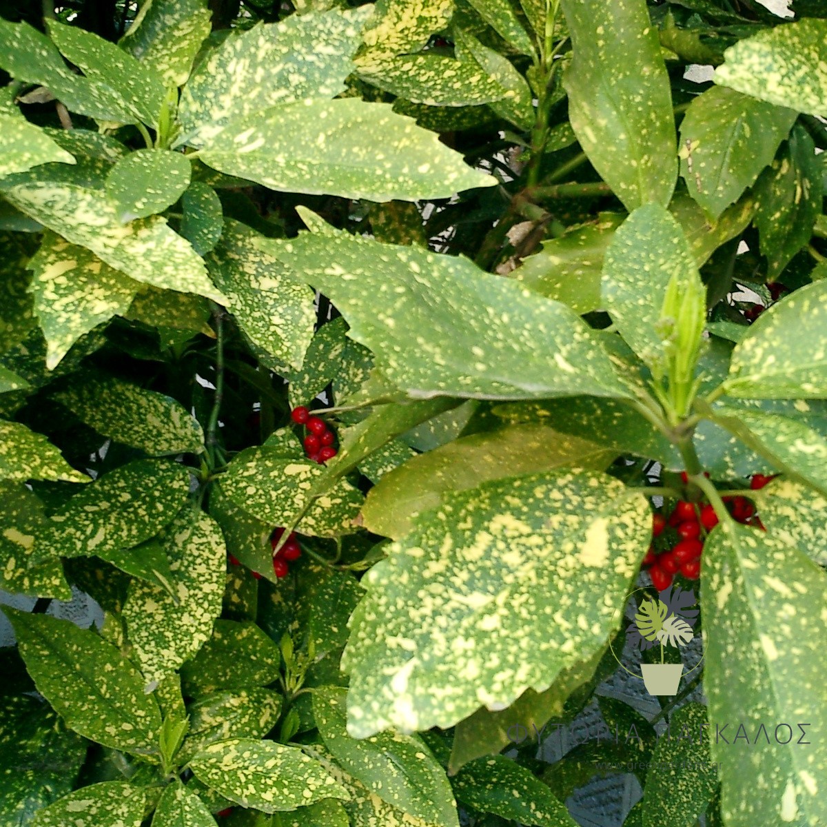 🍃 ΑΟΥΚΟΥΜΠΑ – Aucuba sp - 4 lt